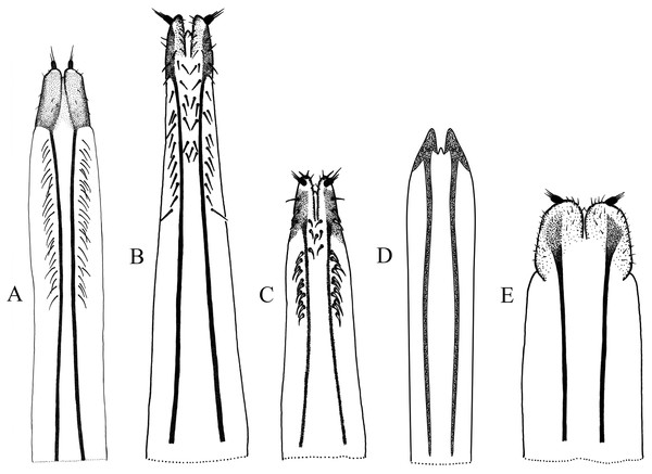 Female genitalia, ovipositor, ventral views.
