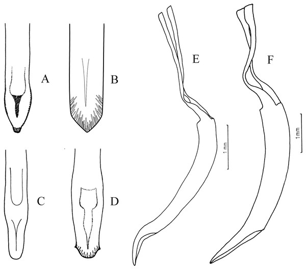 Male genitalia, median lobe.