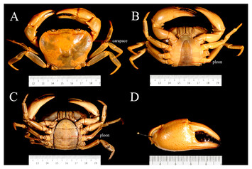 Geometric morphometric analysis in female freshwater crabs of Sarawak ...