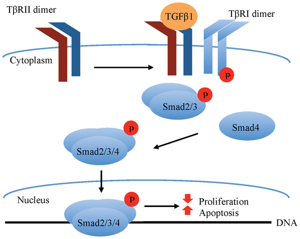 Canonical TGFβ signaling.