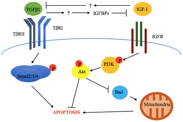 Crosstalk between TGFβ1 and the somatotropic pathway.