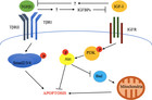 TGF-beta signalling in bovine mammary gland involution and a ...