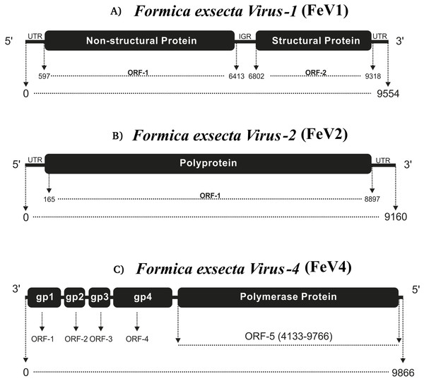 Comparative genome architecture of the three Formica exsecta viruses FeV1 (A), FeV2 (B), and FeV4 (C).