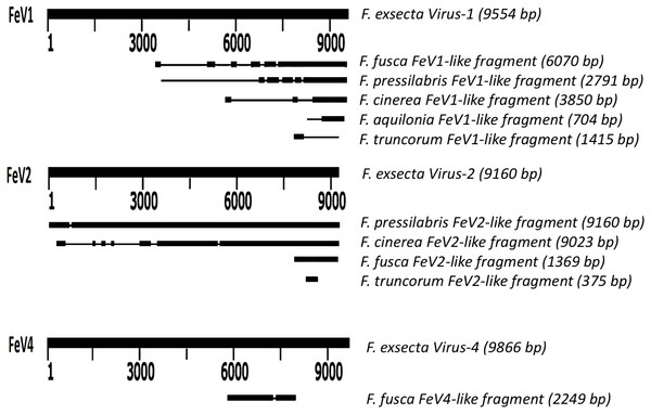 Schematic representation of sequence alignment of Formica virus-like fragment.