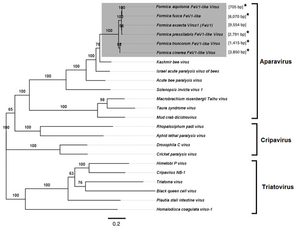 Phylogenetic assignment for FeV1.