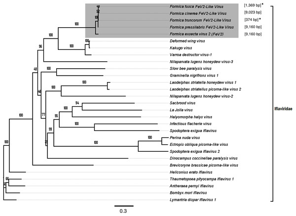 Phylogenetic assignment for FeV2.