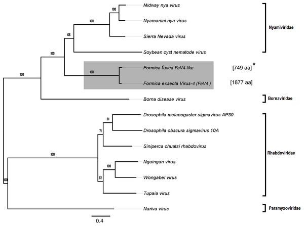 Phylogenetic assignment for FeV4.