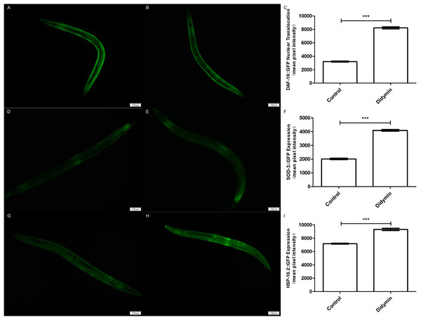 Didymin enhanced the nuclear localization of DAF-16 and the expression of SOD-3 and HSP-16.2 after exposure to UV irradiation.