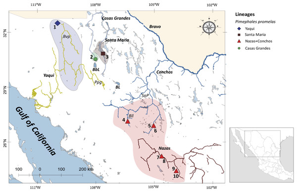 Drainage basins sampled for P. promelas and genetic lineages found.