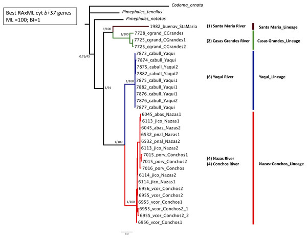 Maximum Likelihood (ML) phylogeny of P. promelas based on the concatenated genes (cyt b + S7), using a GTR+G+I model with ML bootstrap values (based on 1,000 replicates).