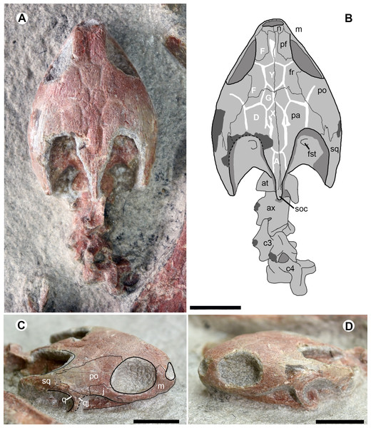 Cranial structure and cervical series of  Ordosemys leios (IVPG-T001-2) from the Early Cretaceous Mengyin Formation of Ningjiagou, Xintai, western Shandong, China in dorsal (A and B) and lateral (C and D) views.