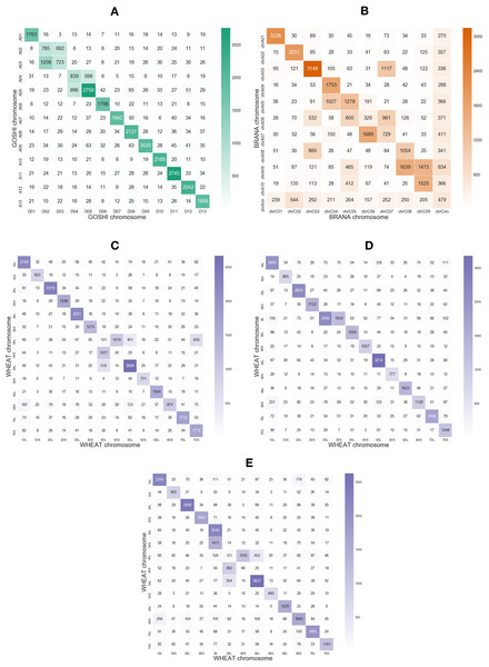 Heatmaps showing the number of homoeologs predicted with OMA between each of the chromosomes in the two subgenomes in (A) GOSHI, (B) BRANA, and (C–E) WHEAT.