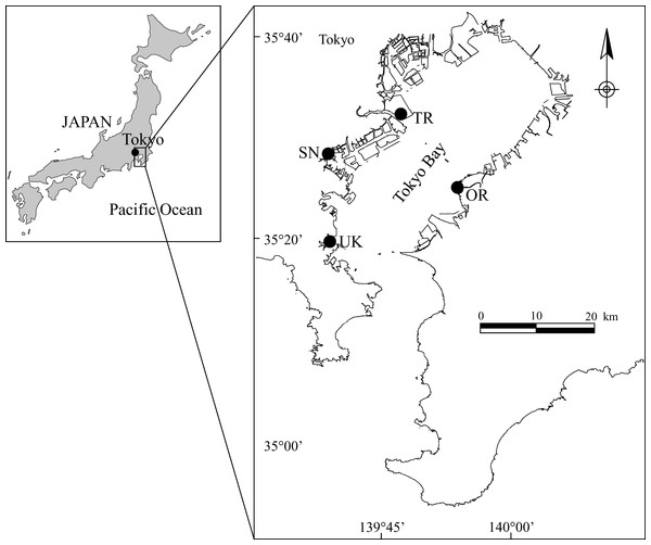 Location of the four tidal flats in Tokyo Bay: UK (Umi Koen), SN (Shiosai Nagisa), TR (Tama River tidal flat), and OR (Obitsu River tidal flat).