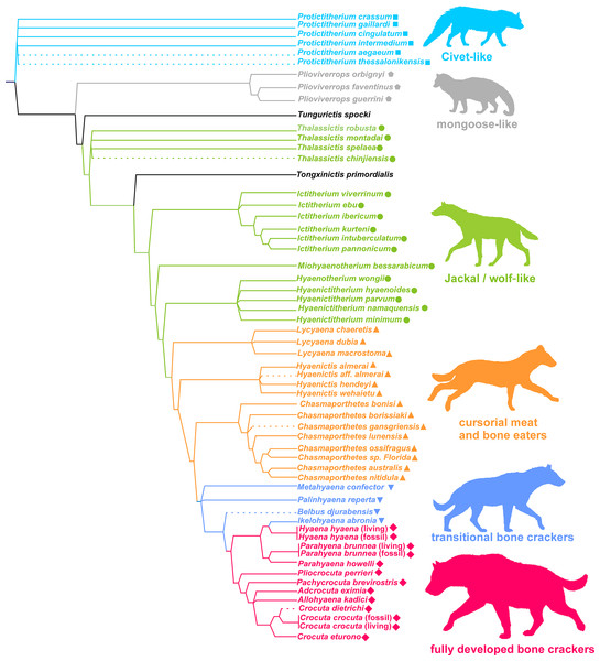 Phylogeny and adaptive types of Hyaenidae according to Turner, Antón & Werdelin (2008).