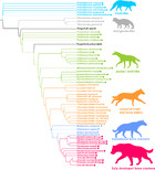 Characterizing ecomorphological patterns in hyenids: a multivariate ...