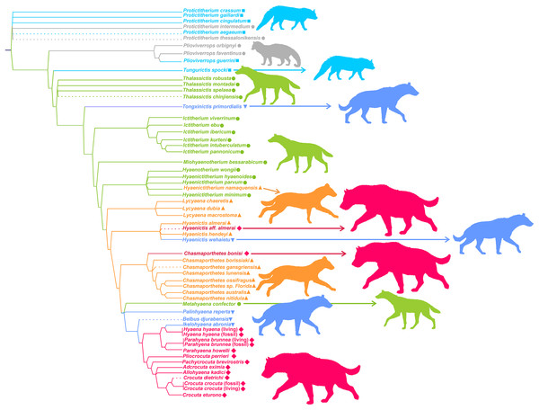 Phylogeny of Hyaenidae according to Turner, Antón & Werdelin (2008).