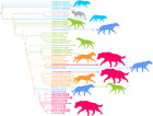 Characterizing Ecomorphological Patterns In Hyenids: A Multivariate 