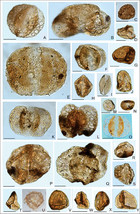 The rise of feathered dinosaurs: Kulindadromeus zabaikalicus, the ...