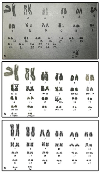 The original karyogram of Sharma, Kaur & Nakhasi (1975) (A), their karyogram re-arranged by us (B), and a new karyogram of a female individual from our studied material (C).