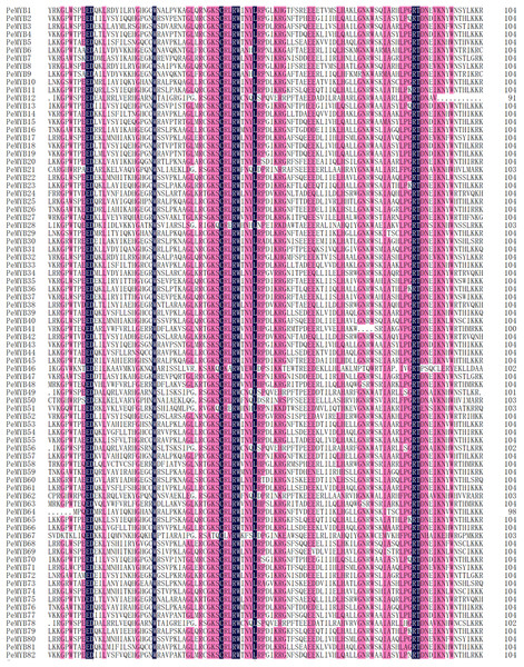 Multiple alignment of the amino acid sequences of 82 moso bamboo R2R3-MYB domains.