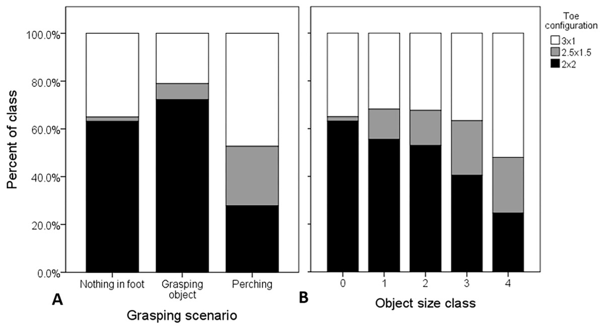 Behavioral correlates of semi-zygodactyly in Ospreys (Pandion haliaetus ...