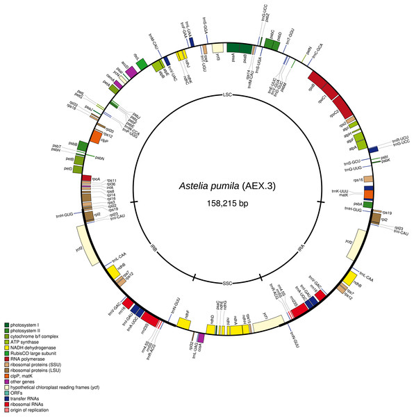 The chloroplast genome map of Astelia pumila specimen AEX.3 (see Table 1).