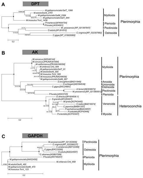Molecular phylogenetic analysis of dermatopontin (A), arginine kinase (B) and glyceraldehyde-3-phosphate dehydrogenase (C) protein sequences in Bivalvia class.