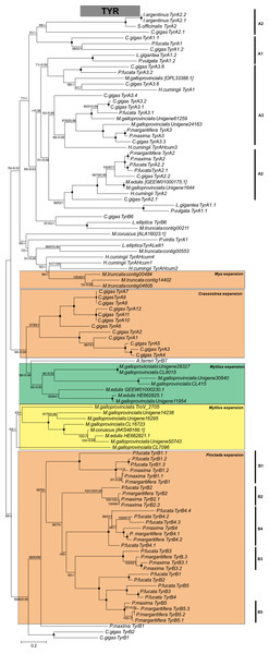 Molecular phylogenetic analysis of tyrosinase (TYR) protein sequences in Bivalvia class.
