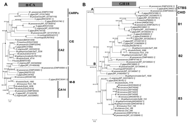 Molecular phylogenetic analysis of α-carbonic anhydrase (A) and glycoside hydrolase family 18 (B) protein sequences in Bivalvia class.