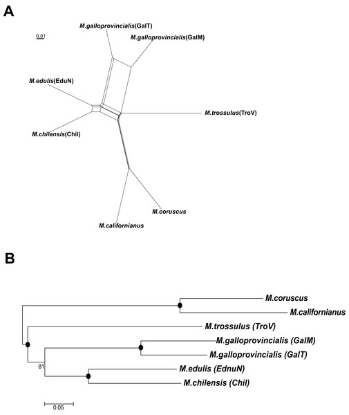 The splits network (A) and phylogeny (B) of six mussels taxa.