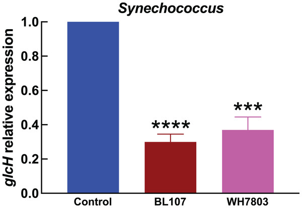 Effect of darkness on glcH expression in Synechococcus.