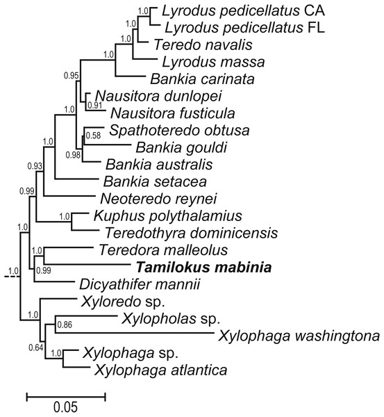 Phylogenetic position of Tamilokus mabinia among the Teredinidae.
