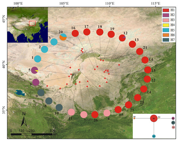 Sample locations (population names as shown in Table 1), geographic distribution and relationships of cpDNA haplotypes (H1–H7) from 27 populations of Panzerina lanata in northwestern China.