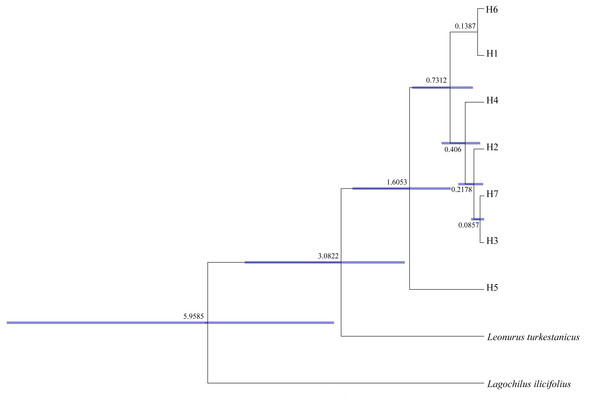 Divergence time estimated of 7 cpDNA haplotypes of Panzerina lanata based on BEAST analysis.