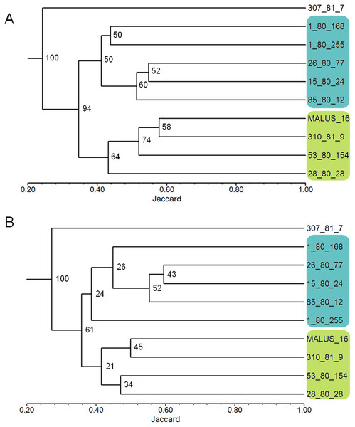Dendrograms of 10 apple genotypes obtained with the data from the 26 ISSR primers (1A) and with the nine ISSR primers selected as the best for genetic studies in Malus (1B).