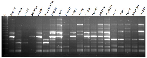 Agarose gel with the amplification pattern of primer ISSR 807 in some apple genotypes evaluated in this work.