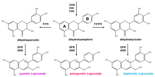 Scheme of anthocyanidins biosynthesis.