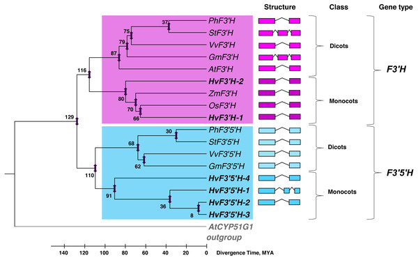 The analysis of phylogenetic similarity of the F3′H and F3′5′H genes based on full coding sequences.