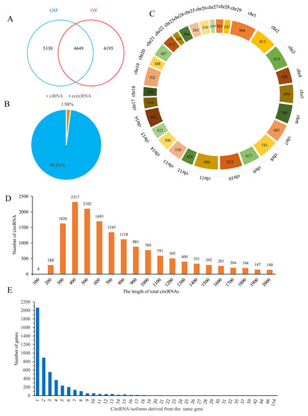 Properties of circRNAs in ORFV-infected and uninfected GSF samples.