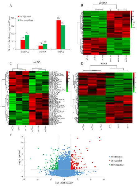 Differentially expressed circRNAs, mRNAs, miRNAs in ORFV-infected samples compared with GSF samples.