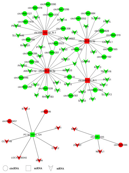 A ceRNA network.