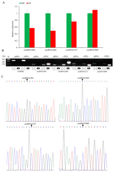 Validation of circRNAs by qRT-PCR and Sanger sequencing.