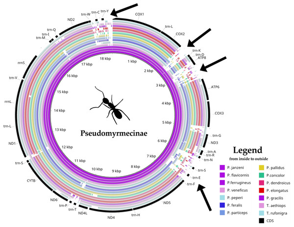 Comparative genomics analysis of all 14 Pseudomyrmecinae ants.