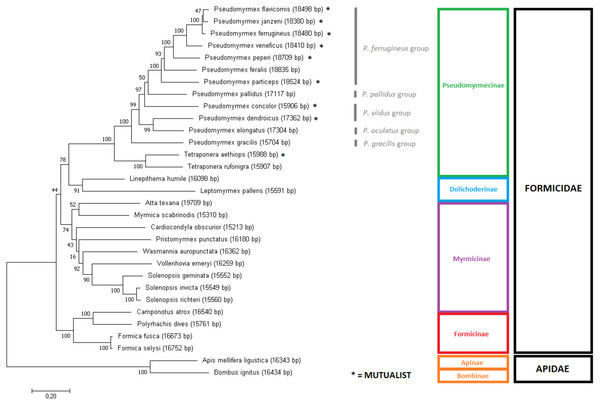 Gene-concatenation phylogenomic tree for all Formicidae complete mitogenomes available on Genbank.