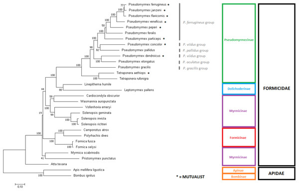 Phylogenetic tree using the complete mitochondrial sequence of all complete ant mitogenomes available on Genbank.