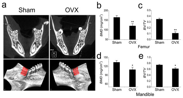 Micro-CT and quantification of mouse mandible and femur.