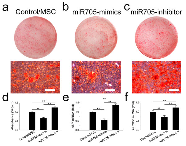 miR-705 inhibits osteoblast differentiation of MSCs