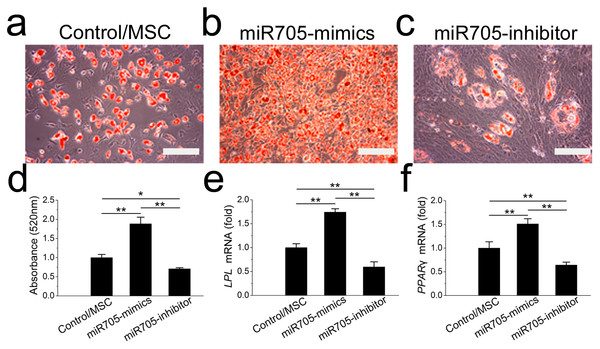 miR-705 promotes adipocyte differentiation of MSCs.