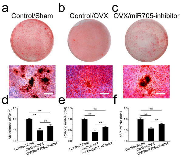 Knockdown of miR-705 promotes osteogenic differentiation of OVX MSCs.