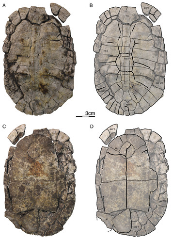 A new testudinoid turtle from the middle to late Eocene of Vietnam [PeerJ]